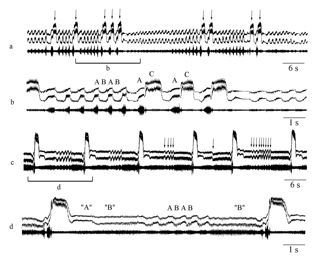 hybrid_song.gif (54366 bytes)