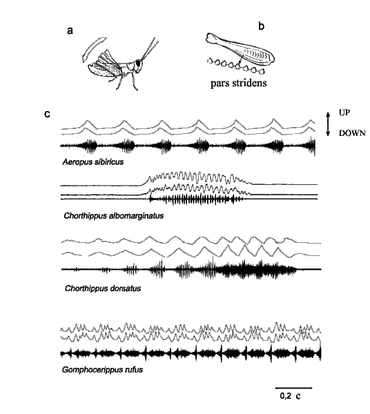 call_song.gif (13241 bytes)