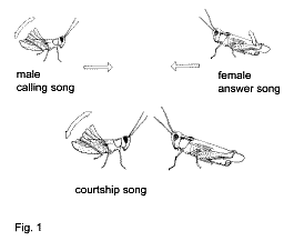 fig1.gif (5419 bytes)