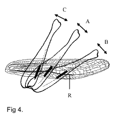 fig4.gif (4102 bytes)