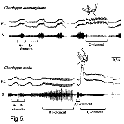 fig5.gif (4504 bytes)